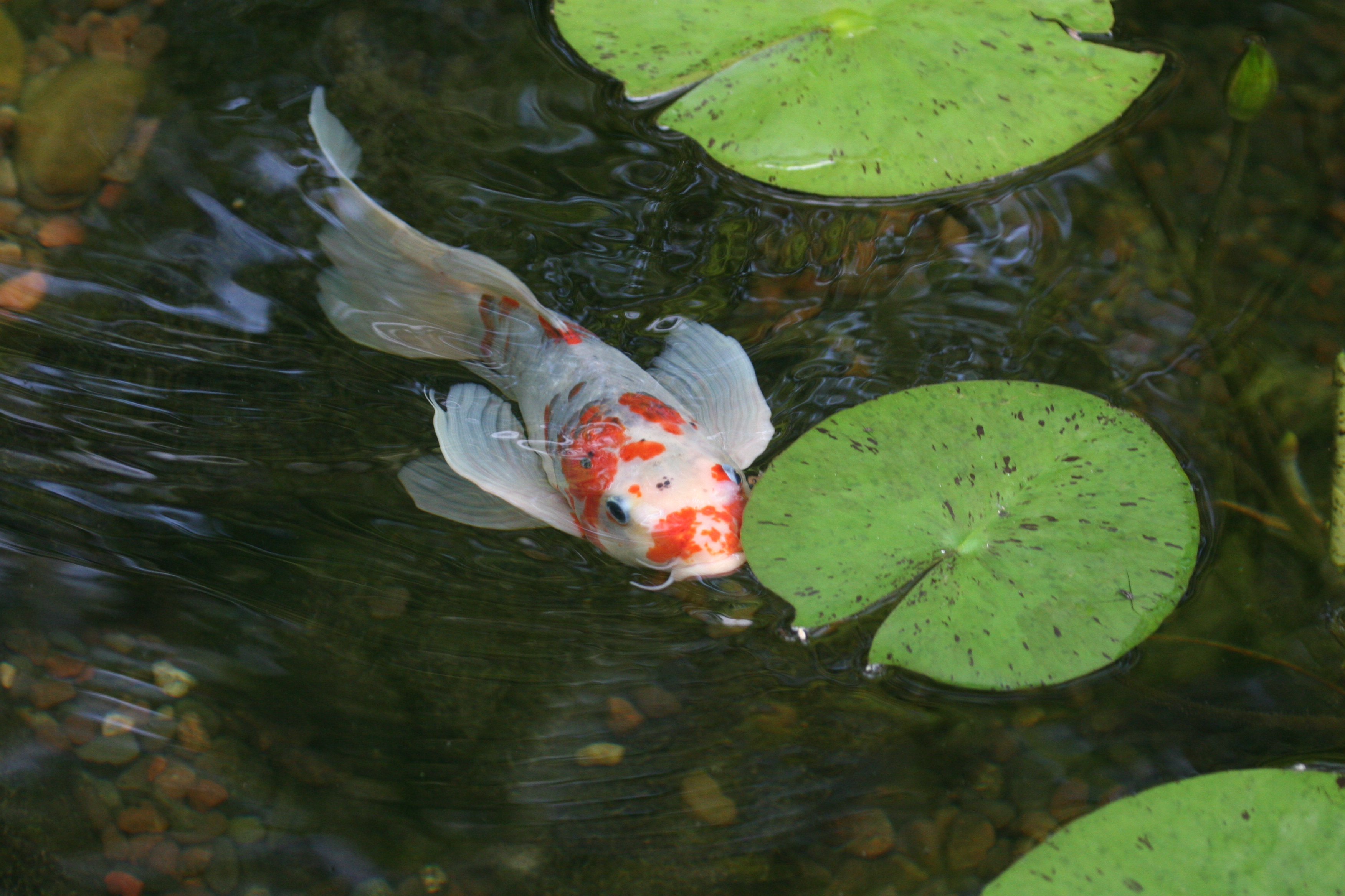 Garden Fish Pond | POND VIDEOS